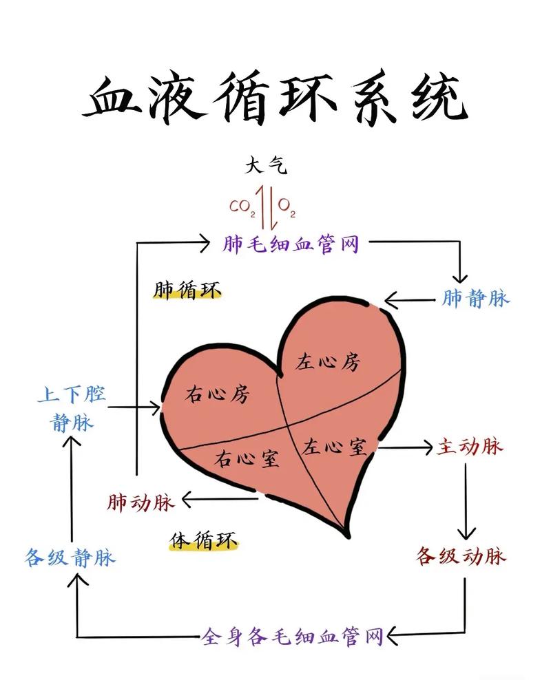 心血管事件链共识（心血管事件链中间环节包括哪些）