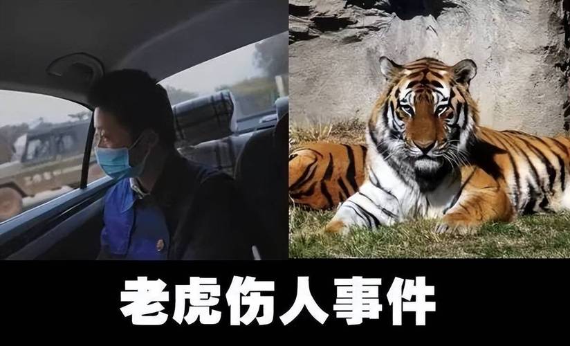 动物园老虎伤人事件（动物园老虎事件2015）