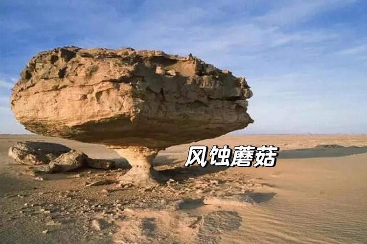 沙漠生态新发现(沙漠 生态)