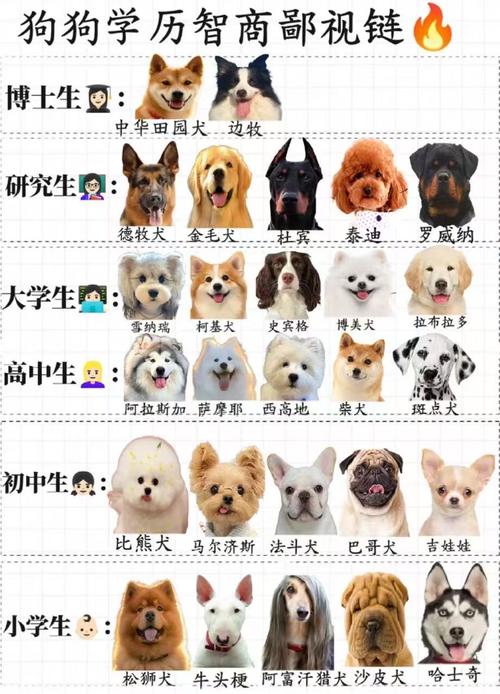 动物智商（动物智商排行榜前十名是谁）