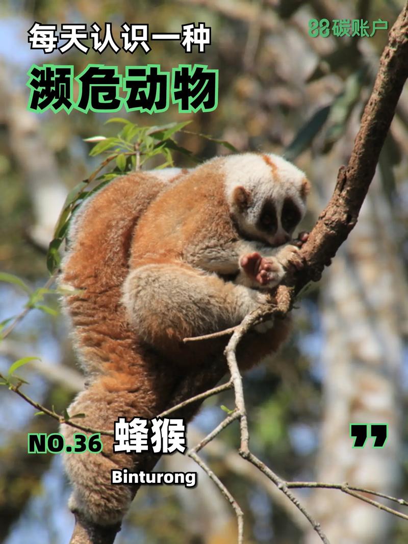 濒危物种（濒危物种的资料）