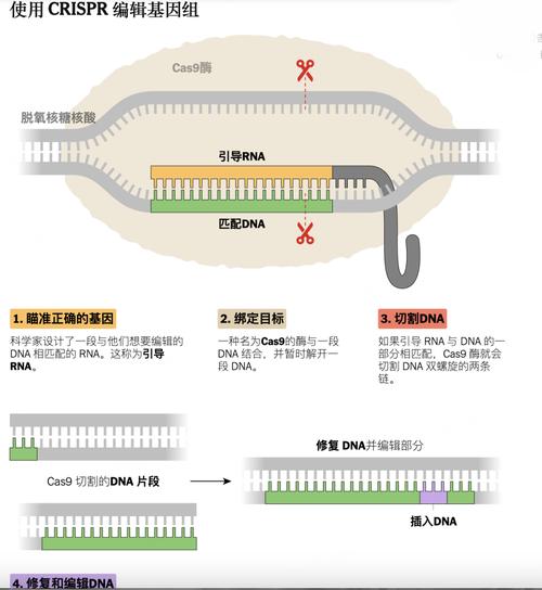 基因编辑(基因编辑的原理)