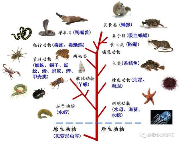 共生关系（共生关系的动物有哪些）