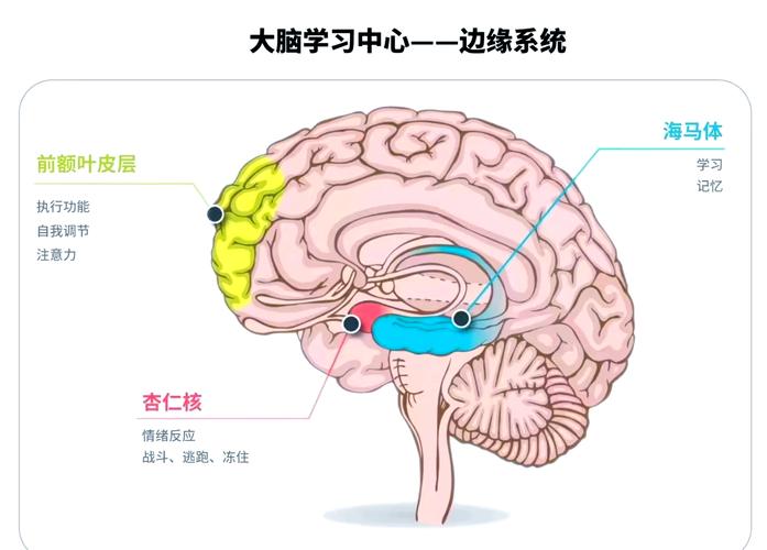 记忆机制(记忆机制大揭秘)