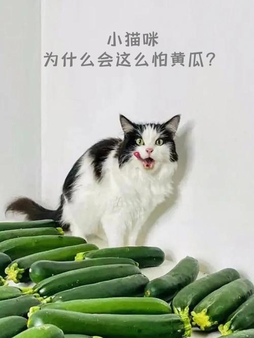 猫为什么怕黄瓜？（猫为什么怕黄瓜是真的吗）
