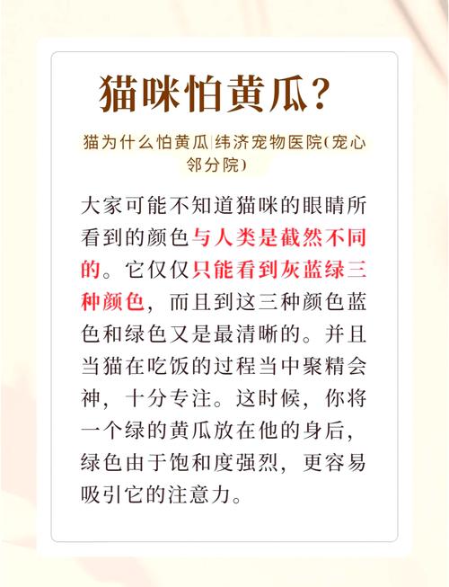 猫为什么怕黄瓜？（猫为什么怕黄瓜是真的吗）