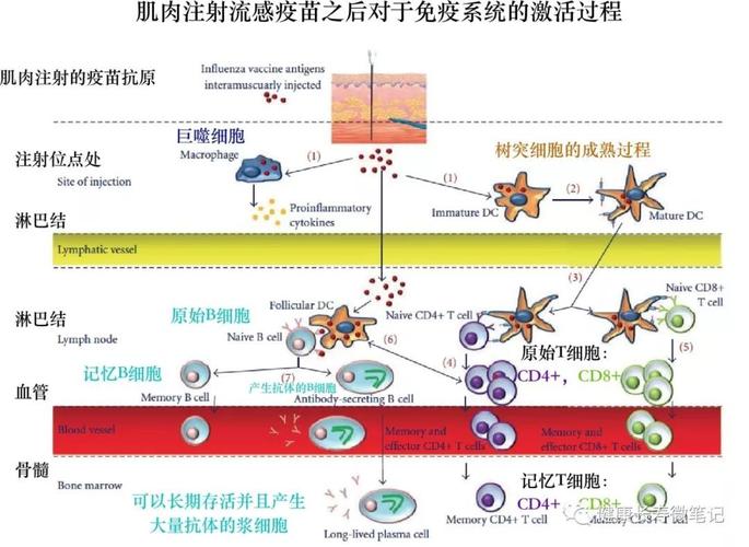 疫苗原理（新冠疫苗原理）