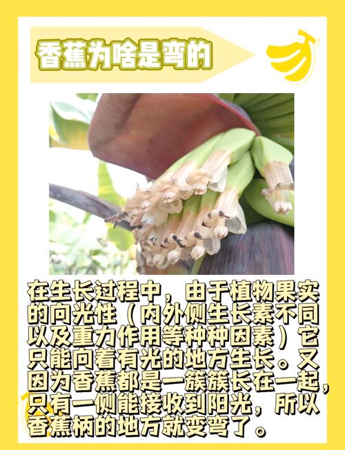 香蕉为什么是弯的？（香蕉为啥是弯的?）