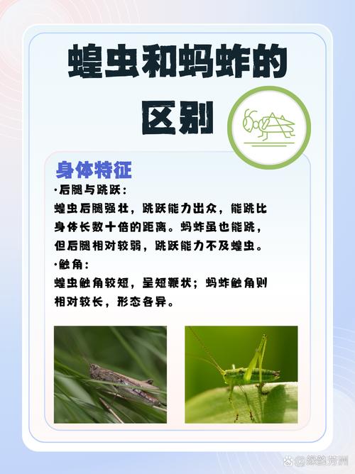 昆虫社会（昆虫社会与人类社会的区别）