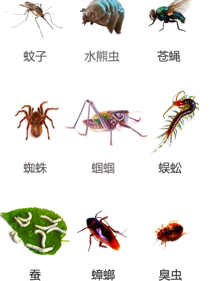 昆虫社会（昆虫社会与人类社会的区别）