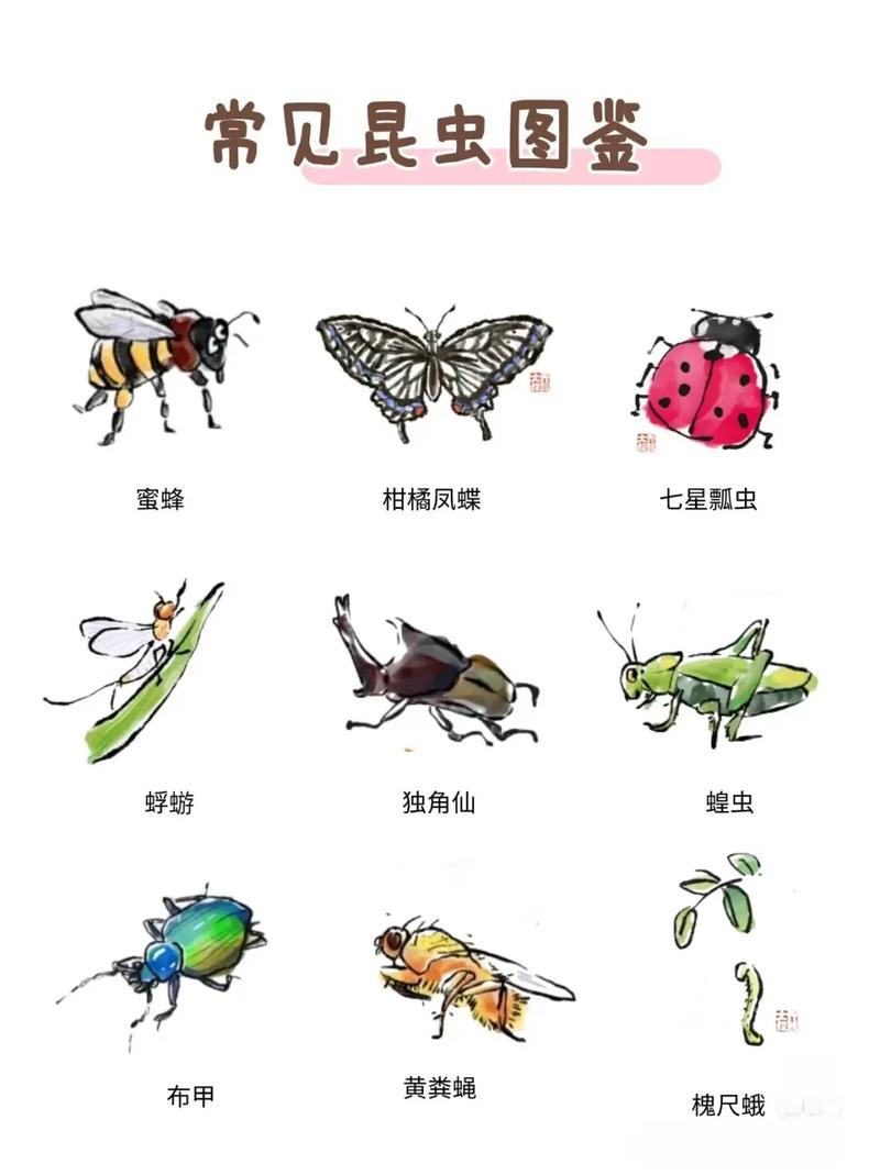 昆虫社会（昆虫社会与人类社会的区别）