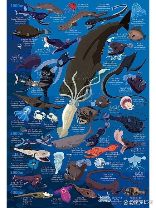 深海生物（深海生物图鉴）
