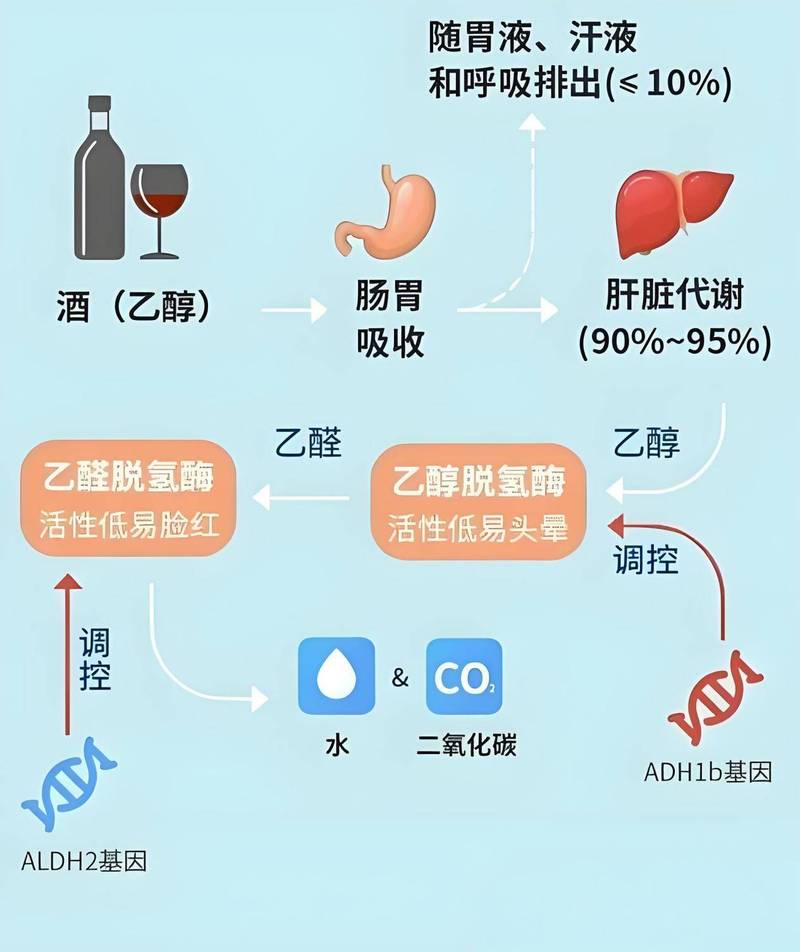 酒精代谢（酒精代谢速度）