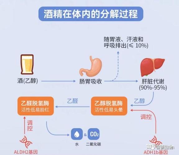 酒精代谢（酒精代谢速度）