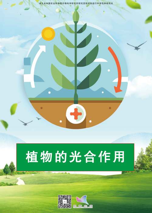 植物光合作用（植物光合作用产生什么）