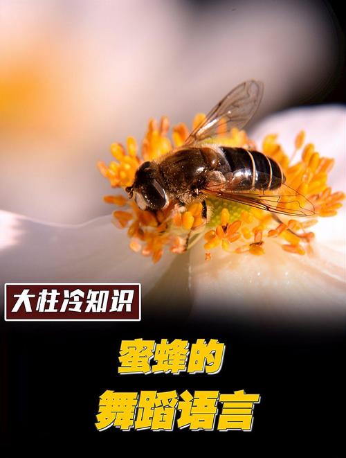 蜜蜂的舞蹈语言（蜜蜂的舞蹈语言主要用于什么）