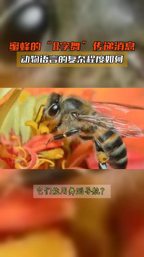 蜜蜂的舞蹈语言（蜜蜂的舞蹈语言主要用于什么）